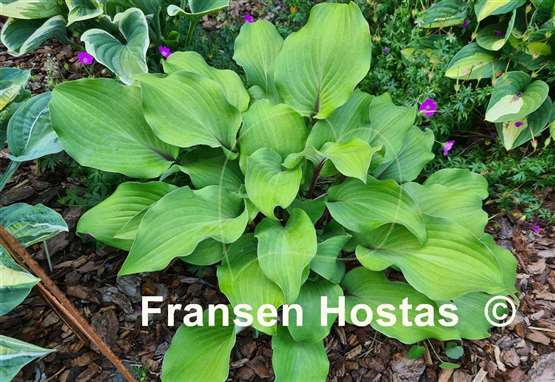 Hosta Harry van de Laar